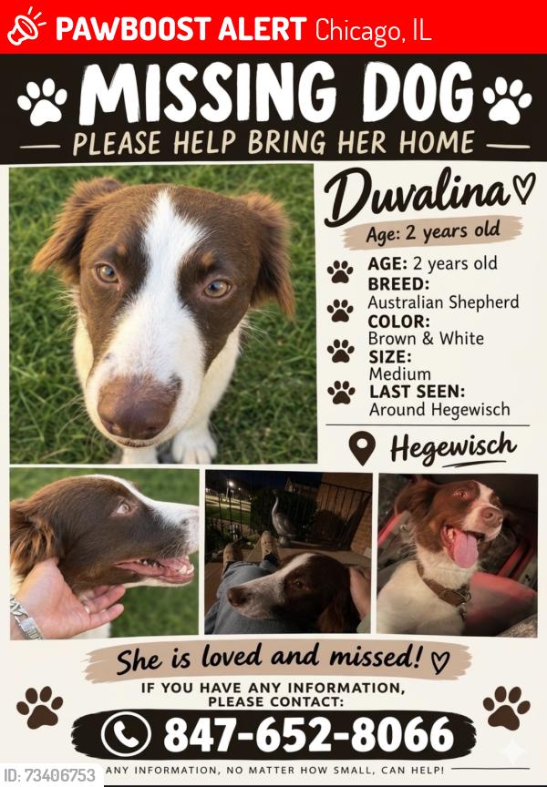 Lost Female Dog last seen Near s avenue l, Chicago, IL 60633