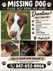 Lost Female Dog last seen Near s avenue l, Chicago, IL 60633