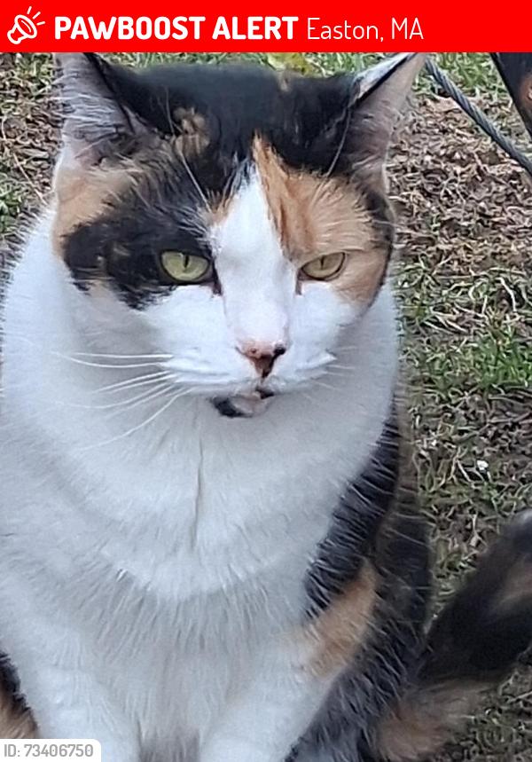 Lost Female Cat last seen Near Turnpike Street number 40, 3rd Street. Somewhat across the street from Southeast Motor Sales on Route 106... Turnpike Street, Easton, MA 02375