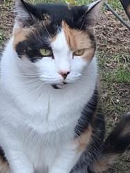Lost Female Cat last seen Near Turnpike Street number 40, 3rd Street. Somewhat across the street from Southeast Motor Sales on Route 106... Turnpike Street, Easton, MA 02375