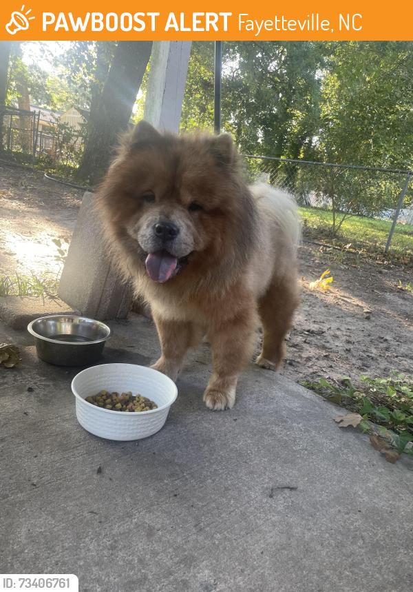 Found/Stray Male Dog last seen Flintshire Rd, Fayetteville, NC, Fayetteville, NC 28304