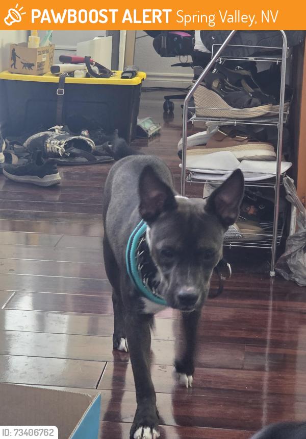Found/Stray Female Dog last seen Spring Mt and Decatur, Spring Valley, NV 89146