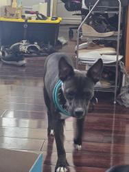 Found/Stray Female Dog last seen Spring Mt and Decatur, Spring Valley, NV 89146
