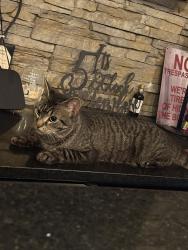 Reunited Male Cat last seen Corvair Ln, Selden, NY 11784, USA, Selden, NY 11784