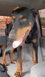 Found/Stray Male Dog last seen Atlantic super, Lynwood, CA 90262