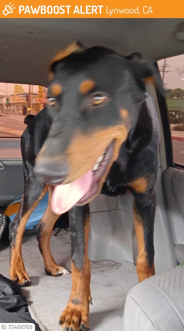 Found/Stray Male Dog last seen Atlantic super, Lynwood, CA 90262