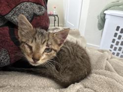 Found/Stray Male Cat last seen Underpass, New Braunfels, TX 78130