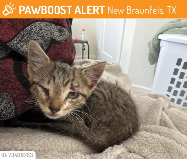 Found/Stray Male Cat last seen Underpass, New Braunfels, TX 78130