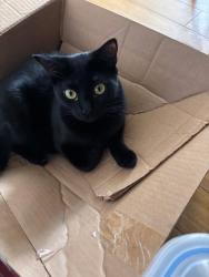 Reunited Female Cat last seen Blendsoe, Los Angeles, CA 91342