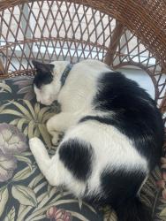 Reunited Male Cat last seen Ft McNair fitness center, Washington, DC 20319