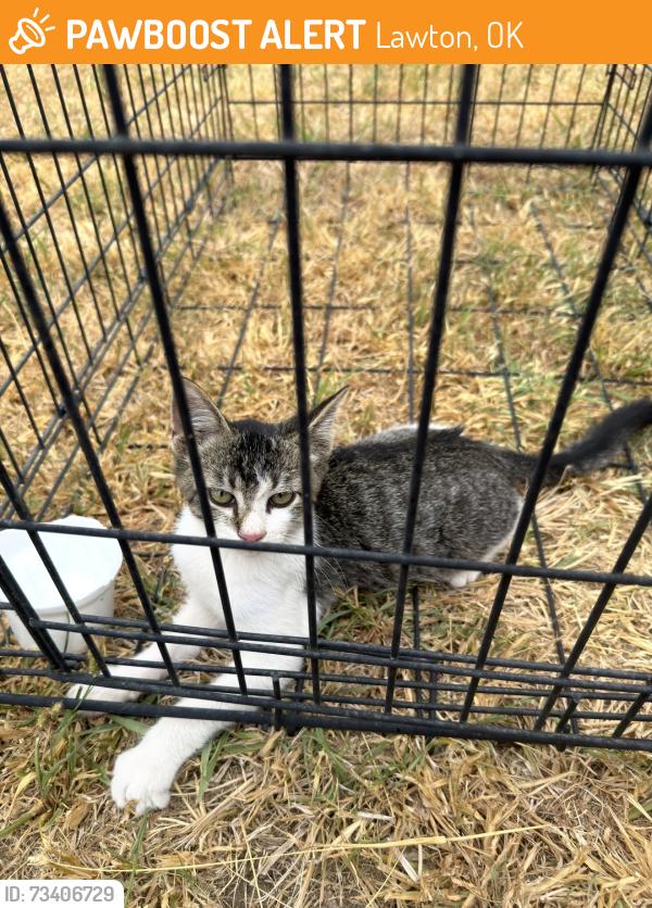 Found/Stray Unknown Cat last seen Ne Angus, Lawton, OK 73507
