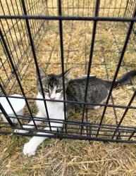 Found/Stray Unknown Cat last seen Ne Angus, Lawton, OK 73507