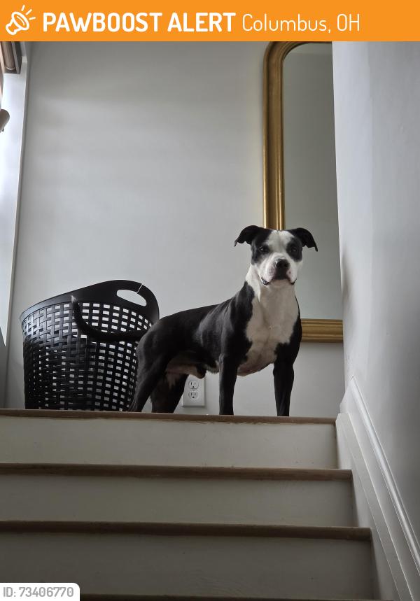 Found/Stray Male Dog last seen Mound St and Sullivan, Columbus, OH 43223