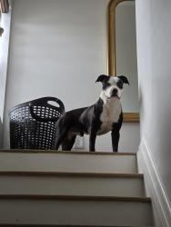 Found/Stray Male Dog last seen Mound St and Sullivan, Columbus, OH 43223