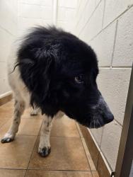 Found/Stray Female Dog last seen By jackpot joanies, Sunrise Manor, NV 89121