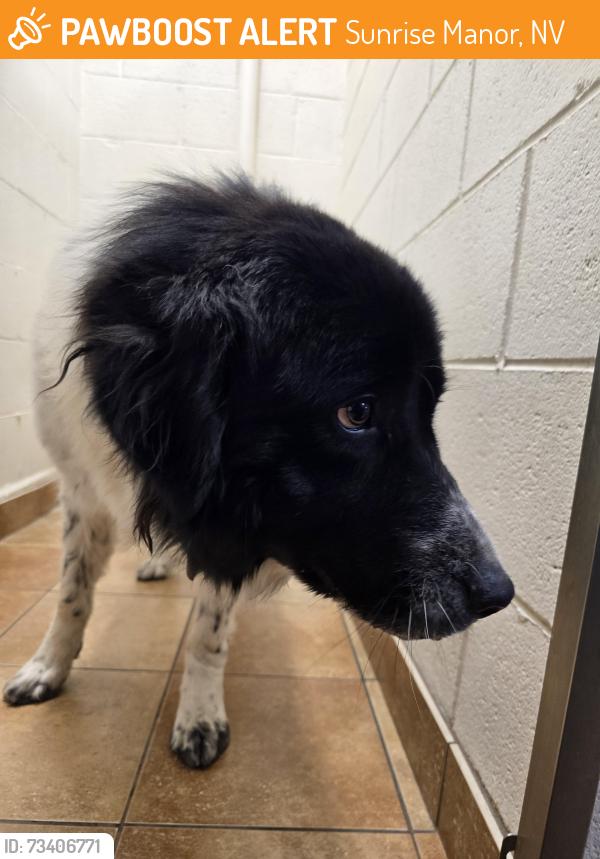 Found/Stray Female Dog last seen By jackpot joanies, Sunrise Manor, NV 89121