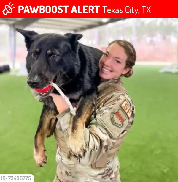 Lost Male Dog last seen Texas, Texas City, TX 77590