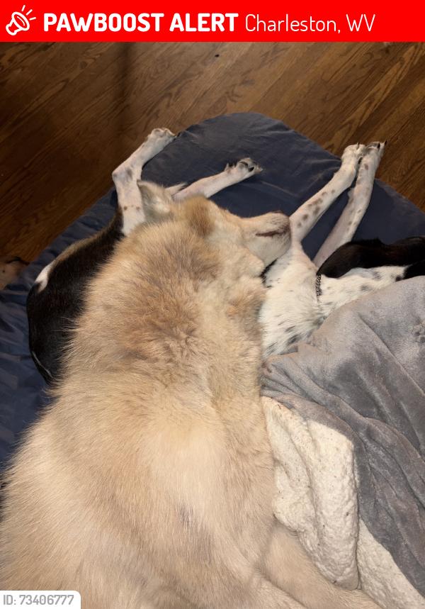 Lost Male Dog last seen Off the westmorland exit, Charleston, WV 25302
