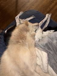 Lost Male Dog last seen Off the westmorland exit, Charleston, WV 25302