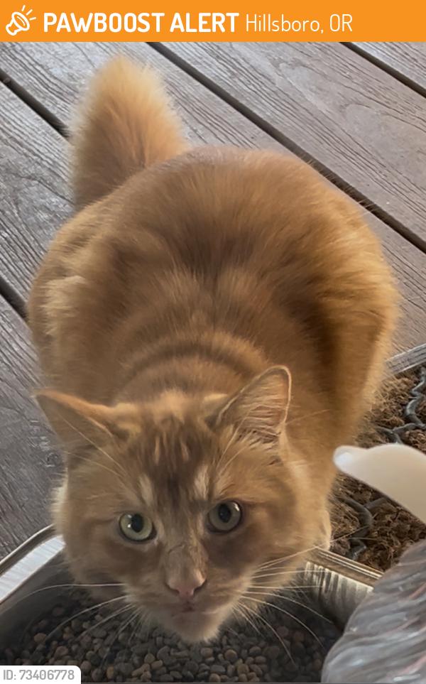 Found/Stray Unknown Cat last seen Connel, Hillsboro, OR 97124