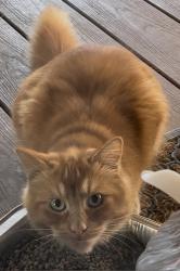 Found/Stray Unknown Cat last seen Connel, Hillsboro, OR 97124