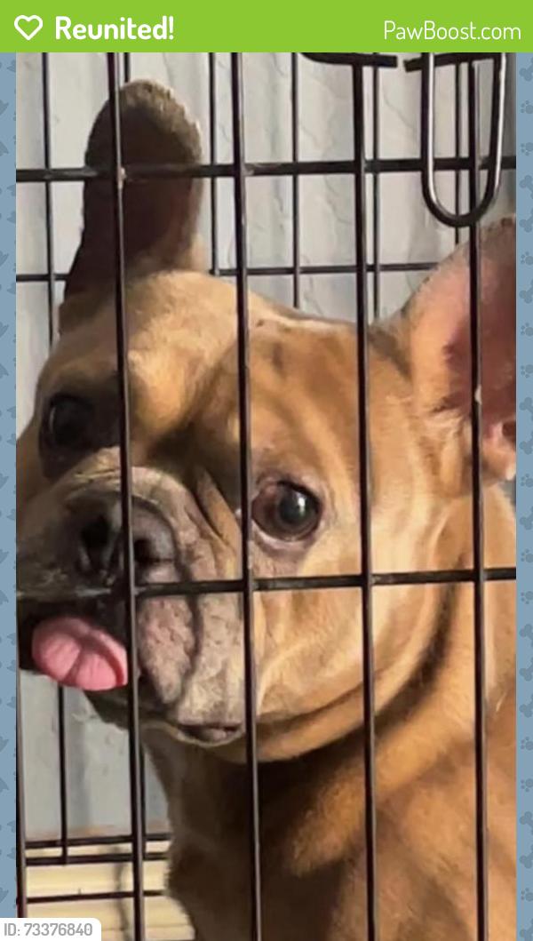 Reunited Male Dog last seen 59th n broadway, Phoenix, AZ 85043