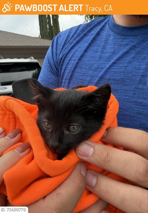 Found/Stray Male Cat last seen 11th street & Parker, Tracy, CA 95376