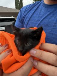 Found/Stray Male Cat last seen 11th street & Parker, Tracy, CA 95376