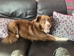 Reunited Female Dog last seen North Ave, Valley Rd., Lake Forest, IL 60045
