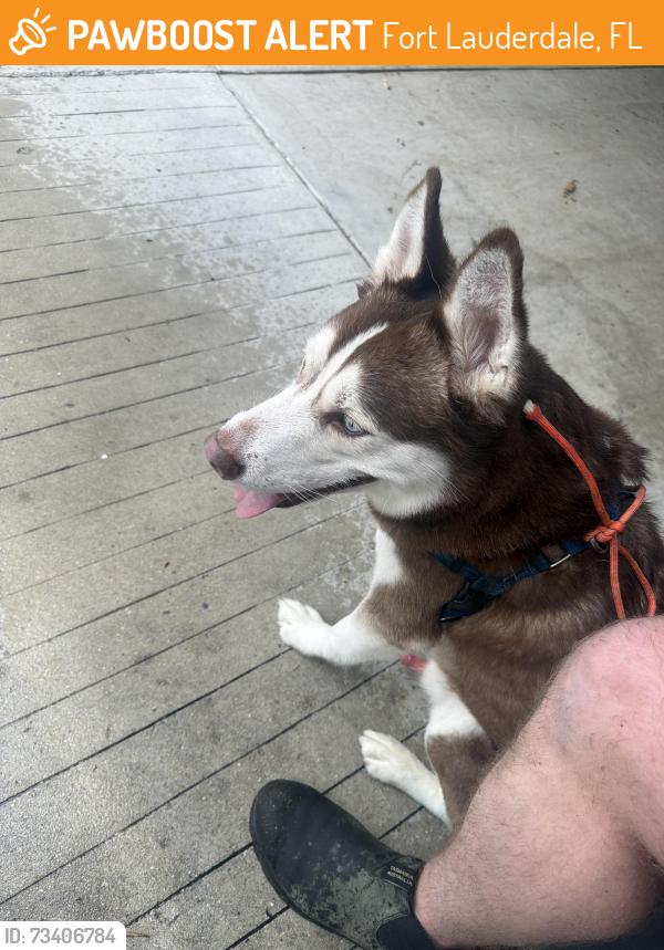 Found/Stray Male Dog last seen Federal and 15th, Fort Lauderdale, FL 33304