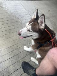 Found/Stray Male Dog last seen Federal and 15th, Fort Lauderdale, FL 33304