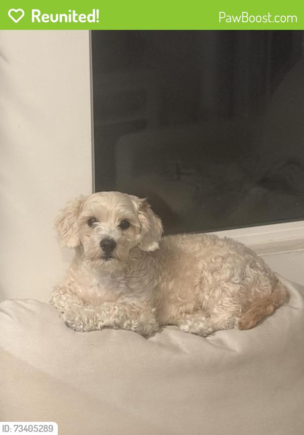 Reunited Female Dog last seen Iron Horse Regional Trail, Walnut Creek, CA, USA, Walnut Creek, CA 94597