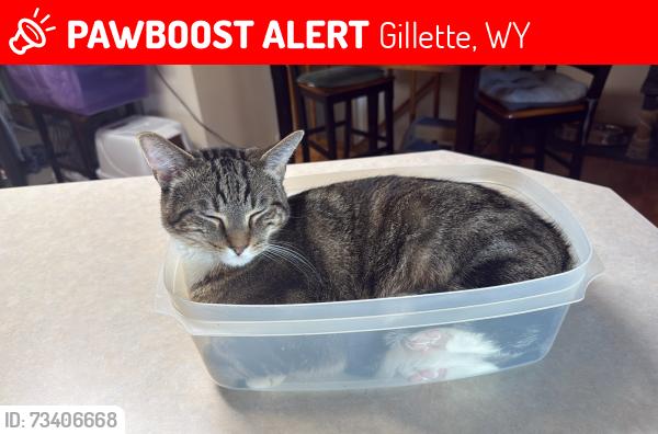 Lost Male Cat last seen 8th street and Brooks, Gillette, WY 82716
