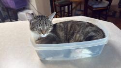Lost Male Cat last seen 8th street and Brooks, Gillette, WY 82716