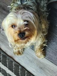 Lost Male Dog last seen Oke grove, Athens, AL 35611
