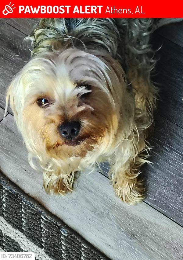 Lost Male Dog last seen Oke grove, Athens, AL 35611