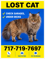 Lost Female Cat last seen Near haley court, Harrisburg, PA 17112