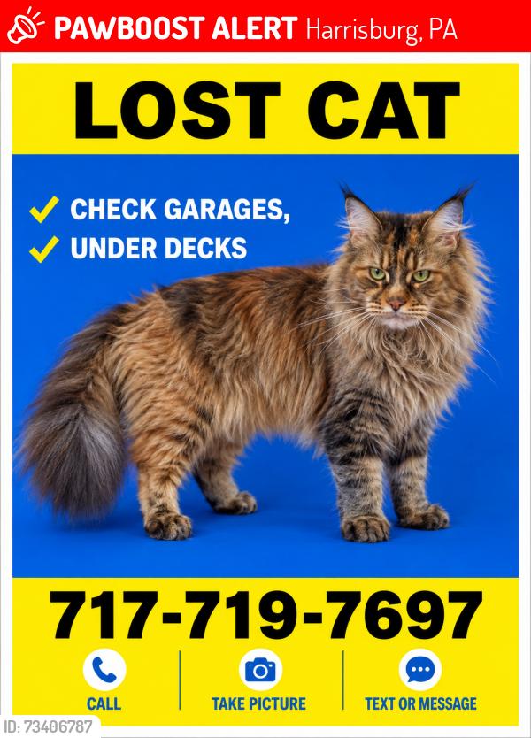 Lost Female Cat last seen Near haley court, Harrisburg, PA 17112
