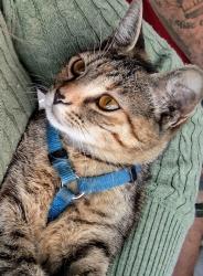 Lost Female Cat last seen Bayview drop in center Jennings Street, San Francisco, CA 94124