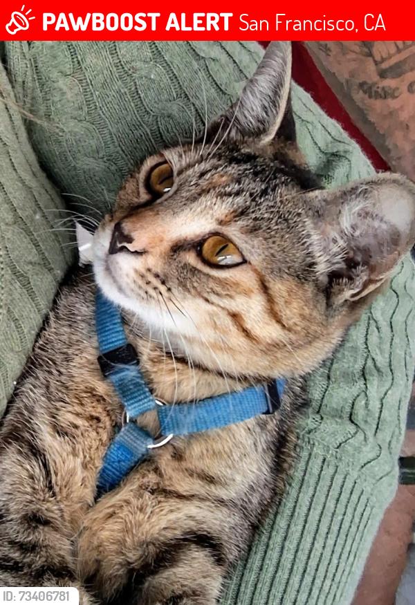 Lost Female Cat last seen Bayview drop in center Jennings Street, San Francisco, CA 94124