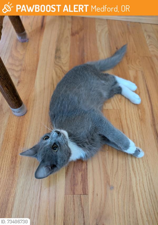 Found/Stray Male Cat last seen Delta Waters/Springbrook area, Medford, OR 97504