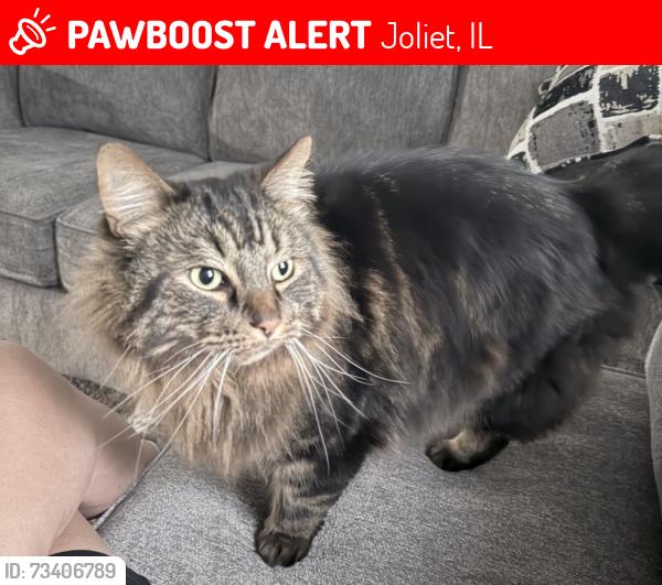 Lost Male Cat last seen Parkwood dr and Maple Rd, Joliet, IL 60432