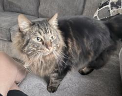Lost Male Cat last seen Parkwood dr and Maple Rd, Joliet, IL 60432