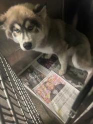 Shelter Stray Female Dog last seen , 1850 W 60th St, Los Angeles, CA 90047, USA