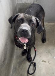 Shelter Stray Female Dog last seen , 1850 W 60th St, Los Angeles, CA 90047, USA
