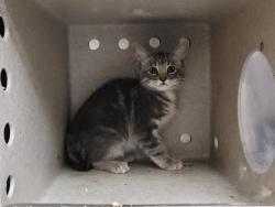 Shelter Stray Male Cat last seen , 957 N Gaffey St, San Pedro, CA 90731, USA