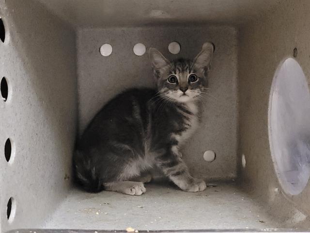Shelter Stray Male Cat last seen , 957 N Gaffey St, San Pedro, CA 90731, USA