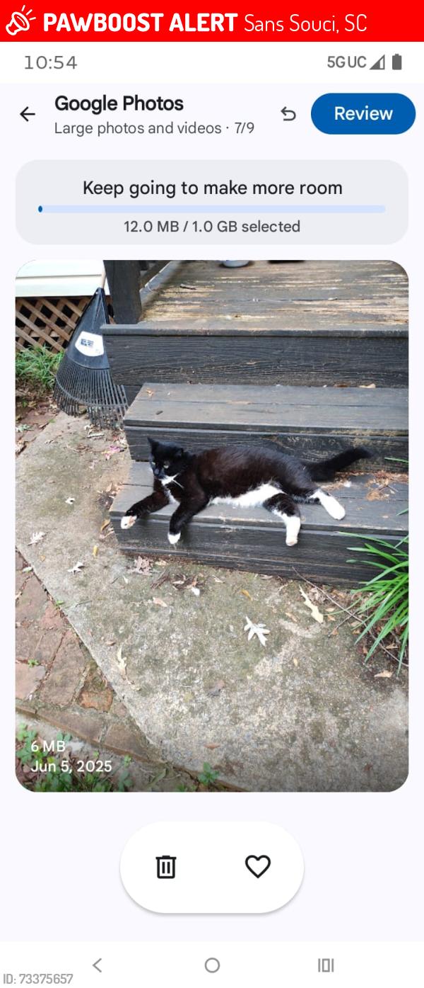Lost Male Cat last seen Oakgrove Village, Kimbell Court, and Woodland Drive, Sans Souci, SC 29617