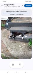 Lost Male Cat last seen Oakgrove Village, Kimbell Court, and Woodland Drive, Sans Souci, SC 29617