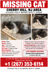 Lost Female Cat last seen Society Hill cndmnium, Cherry Hill Township, NJ 08003